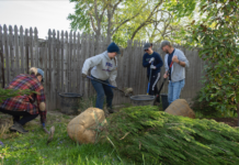 Several people working together to plant trees.